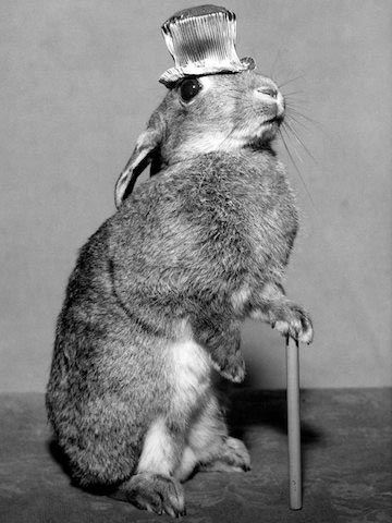 lapin